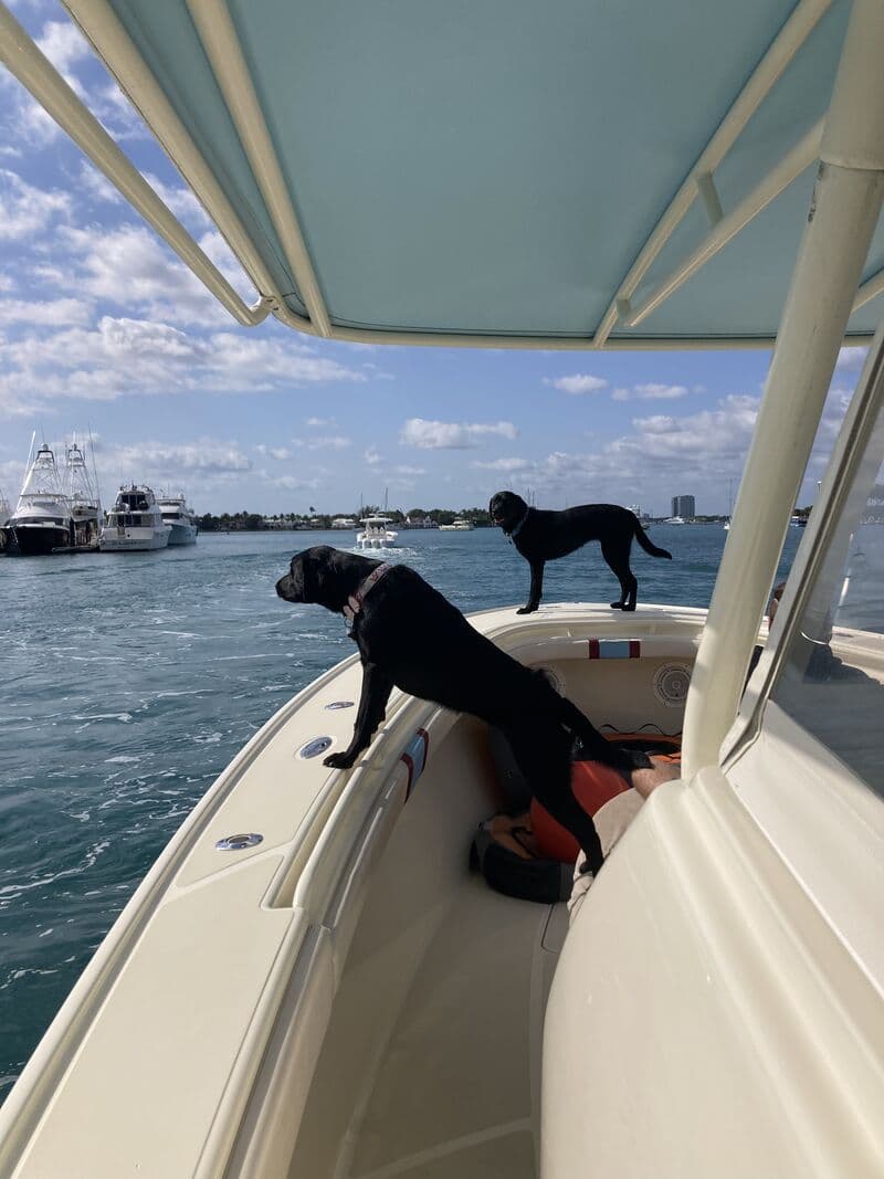 Daisy and Delilah on the bow of the boat